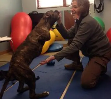doctor and dog performing therapeutic exercise